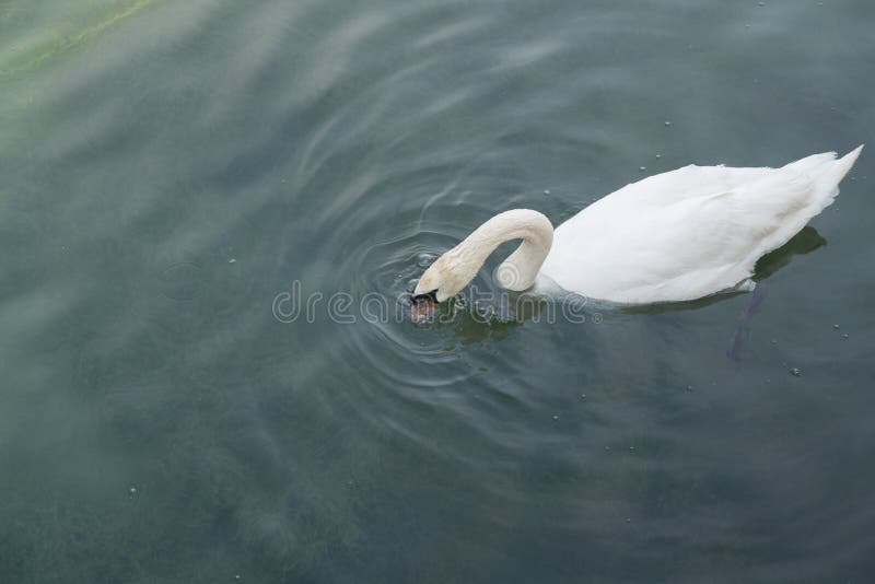 Swan swims on the lake, he just sticks his head into the water to catch water insects, molluscs, small fish and amphibians, swans give a lot of love and joy to people, day without people. Swan swims on the lake, he just sticks his head into the water to catch water insects, molluscs, small fish and amphibians, swans give a lot of love and joy to people, day without people