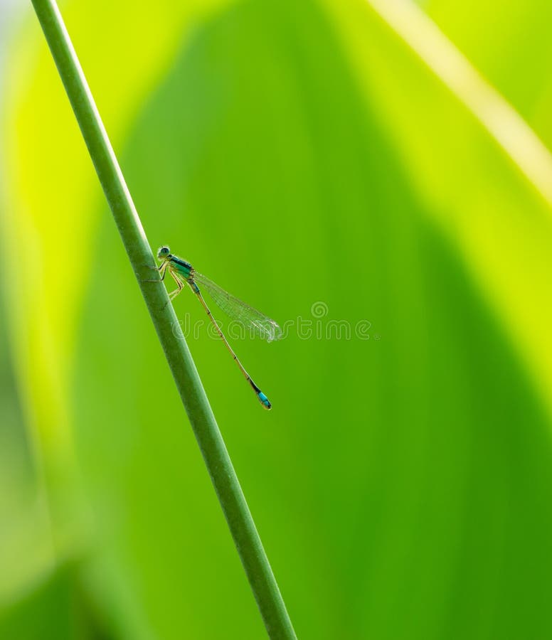 Zygoptera royalty free stock photography