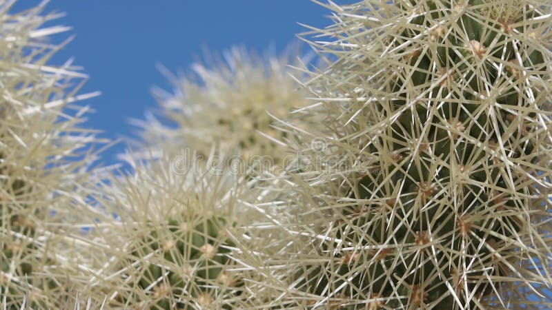 Zylinderropuntia bigelovii spines sonoran wüste 022422