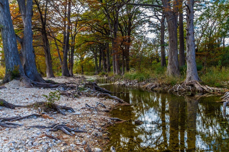 Zypern-Bäume auf Texas-Hügel-Land-Nebenfluss lizenzfreies stockfoto Zypern-Bäume auf Texas-Hügel-Land-Nebenfluss lizenzfreies stockfoto