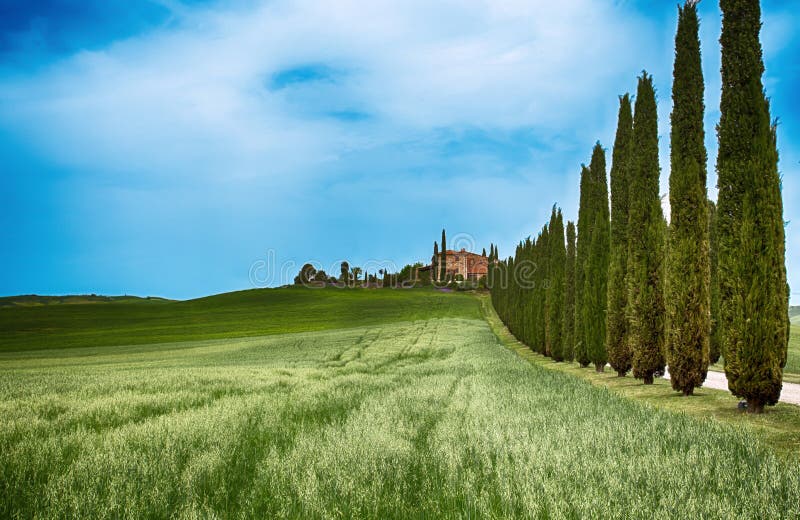 Zypresse-Baumreihen und eine weiße Straße, ländliche Landschaft in val Land d Orcia nahe Siena, Toskana, Italien lizenzfreie stockfotografie Zypresse-Baumreihen und eine weiße Straße, ländliche Landschaft in val Land d Orcia nahe Siena, Toskana, Italien lizenzfreie stockfotografie
