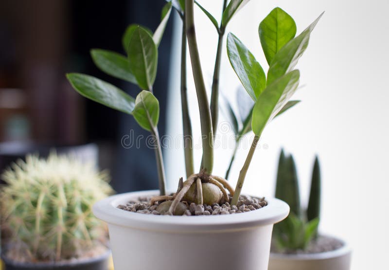 ZZ Plants in white ceramic pot