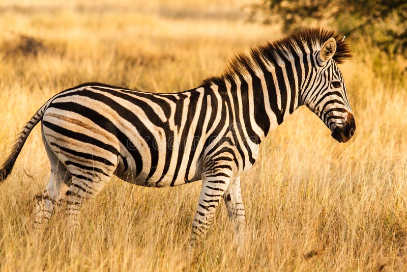 A zebra at the Kruger Park, South Africa. A zebra at the Kruger Park, South Africa.