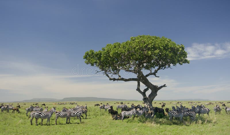 zèbre de serengeti de troupeau images stock zèbre de serengeti de troupeau images stock