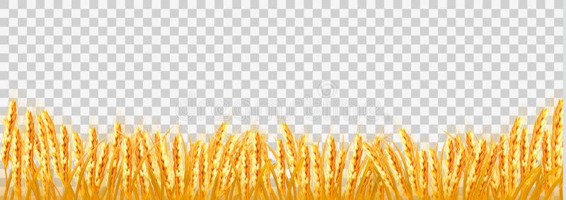 Gold wheat field on transparent background. Vector. Gold wheat field on transparent background. Vector