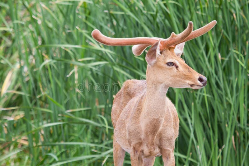 Złota brown piwna pozycja w dżungli zdjęcie stock