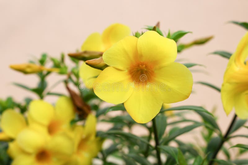 Złota trąbka, Allamanda cathartica, liściasty arywista fotografia stock Złota trąbka, Allamanda cathartica, liściasty arywista fotografia stock
