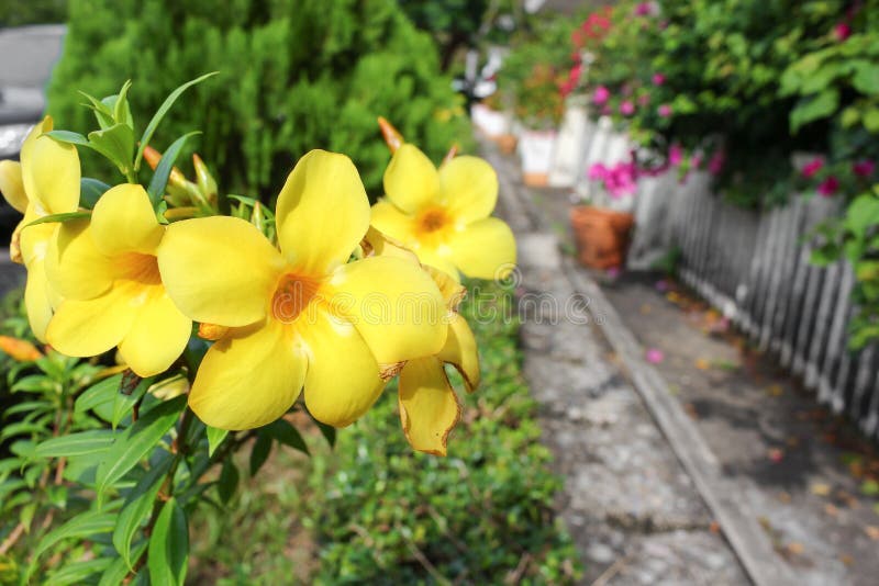 Złota trąbka, Allamanda cathartica, liściasty arywista zdjęcia stock Złota trąbka, Allamanda cathartica, liściasty arywista zdjęcia stock