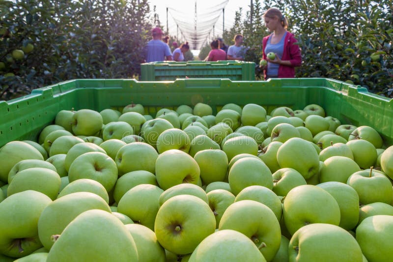 Kisac, Serbia - August 24, 2019: Golden delicious apple picking in an orchard. Kisac, Serbia - August 24, 2019: Golden delicious apple picking in an orchard