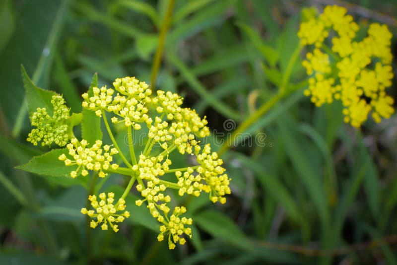 Złoty Aleksander - Żółci Wildflowers