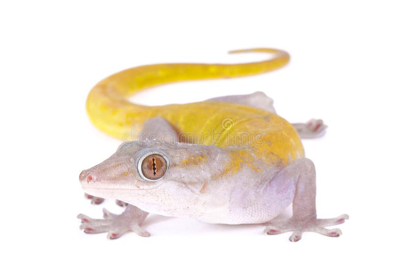 The Golden gecko, Gekko badenii, is a large, nocturnal lizard species found in Vietnam. The Golden gecko, Gekko badenii, is a large, nocturnal lizard species found in Vietnam.