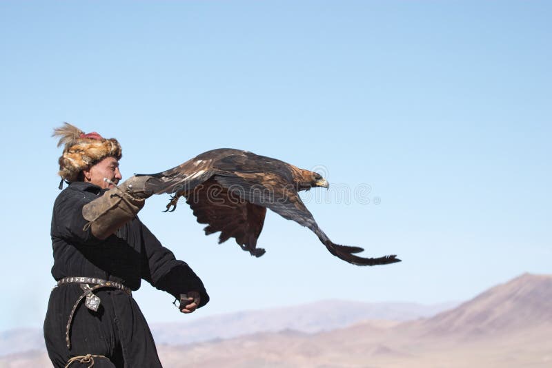 złoty orła eaglehunter zdjęcia royalty free złoty orła eaglehunter zdjęcia royalty free
