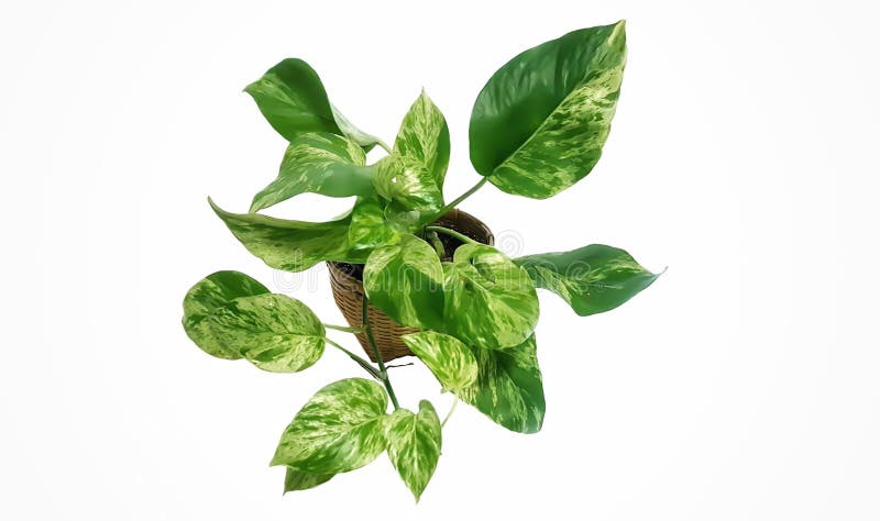 Złoty pothos w koszu na drewnie, Epipremnum aureum w garnku odizolowywającym na białym tle zdjęcie royalty free Złoty pothos w koszu na drewnie, Epipremnum aureum w garnku odizolowywającym na białym tle zdjęcie royalty free