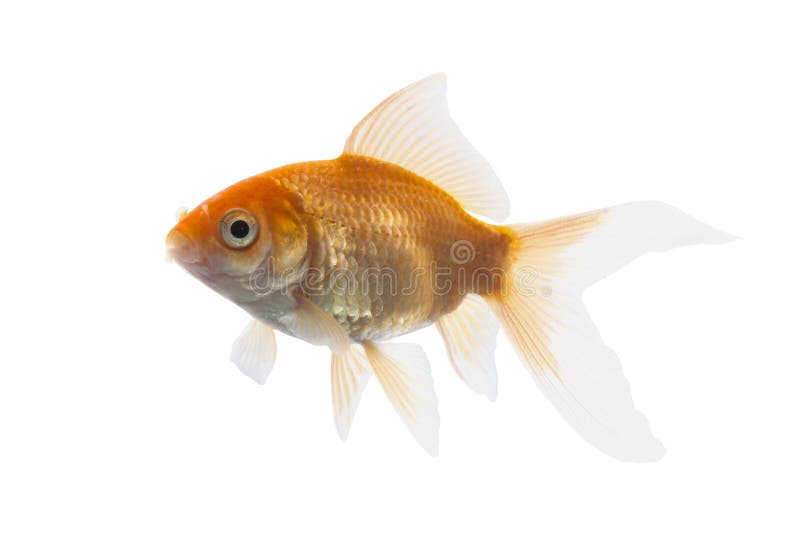 złoty ryby koi obrazy royalty free złoty ryby koi obrazy royalty free