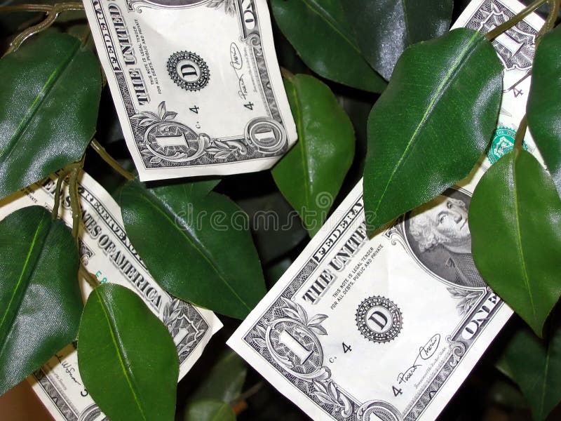 ¡El dinero crece en árboles! fotos de archivo ¡El dinero crece en árboles! fotos de archivo