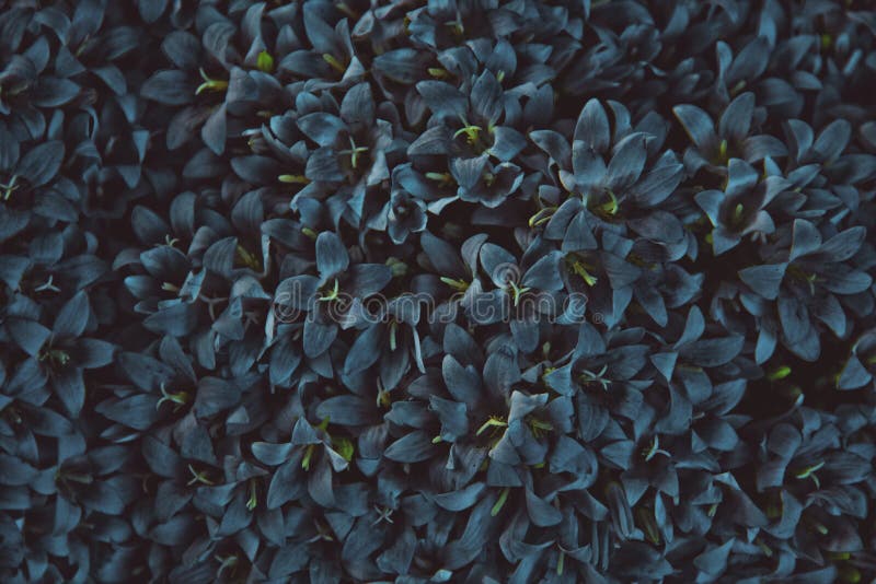 ¡Flores azul marino! foto de archivo