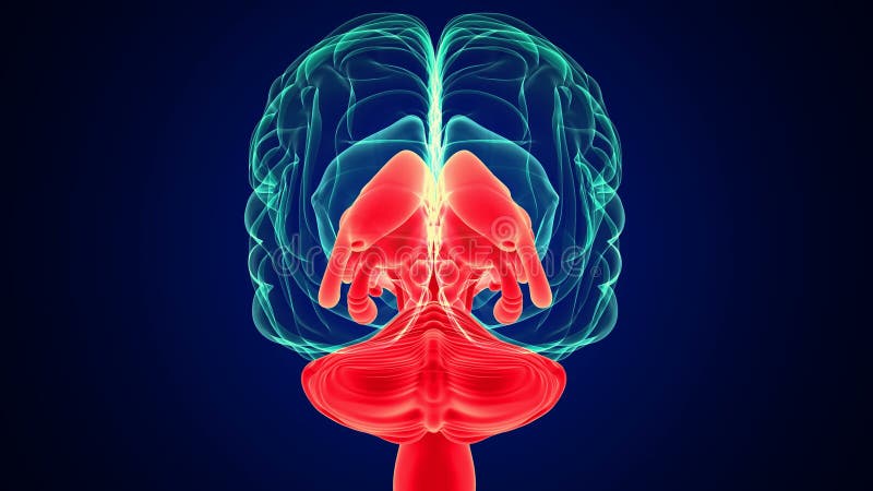 3.ª anatomía de las partes internas del cerebro humano