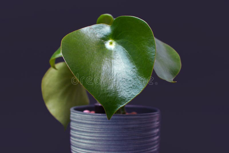 «Peperomia Polybotrya «Kaloryferowa roślina w garnku na ciemnym tle fotografia stock «Peperomia Polybotrya «Kaloryferowa roślina w garnku na ciemnym tle fotografia stock