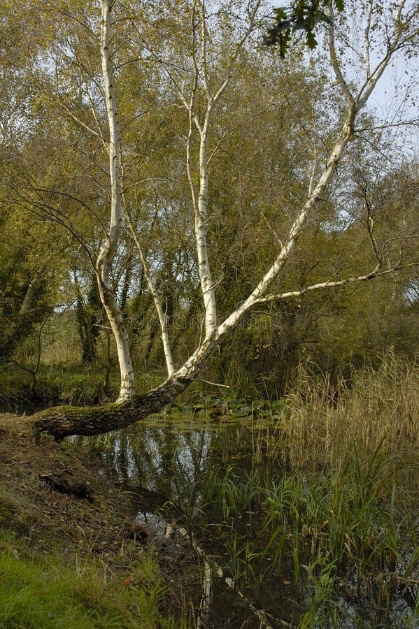 «Silver Birke durch Teich stockbild. Bild von britisch 186364355
