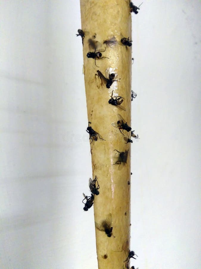 The last flight of the insect. La bande collante est des moyens efficaces d'avoir affaire avec mouches de l'†d'insectes le plus ennuyeux et le plus désagréable les «