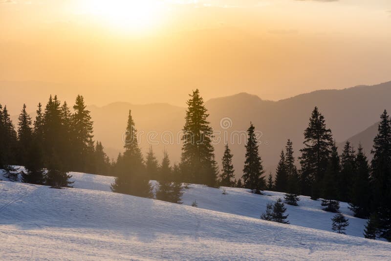 夕阳之光上有云杉树的美妙的夜晚冬季景观. 马马罗西·卡帕提亚人 库存图片