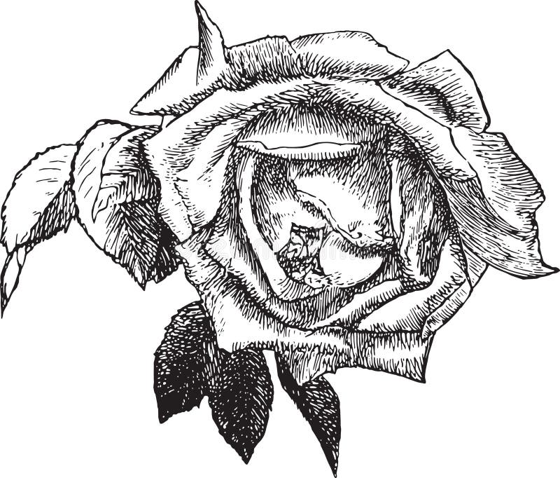 Rosa libre illustration