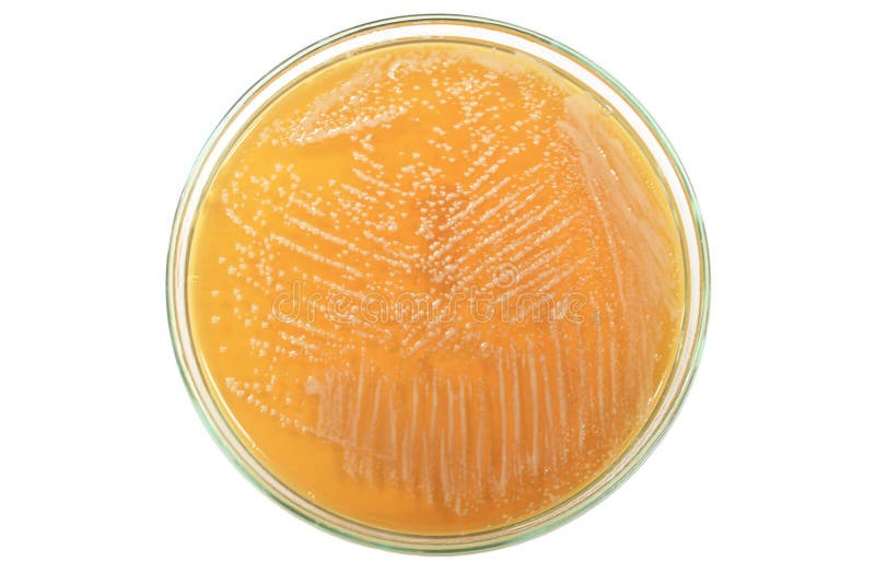 ฺBacteria na placa de ágar imagens de stock royalty free ฺBacteria na placa de ágar imagens de stock royalty free