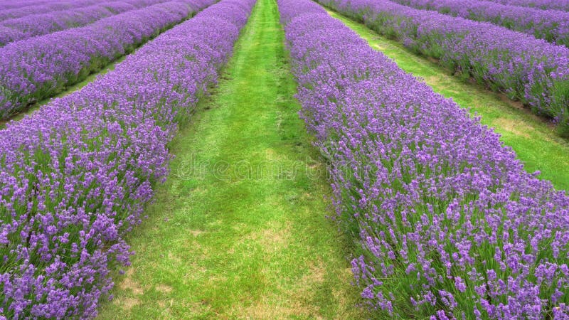 À fleurs violettes champs de lavande banque de vidéos