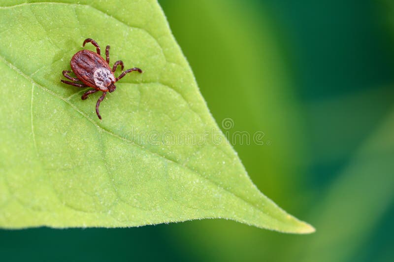 Ácaro do parasita que senta-se em uma folha verde Perigo da mordida do tiquetaque imagem de stock royalty free Ácaro do parasita que senta-se em uma folha verde Perigo da mordida do tiquetaque imagem de stock royalty free