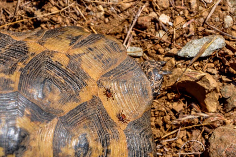 Ácaro do parasita que senta-se em uma tartaruga imagem de stock Ácaro do parasita que senta-se em uma tartaruga imagem de stock