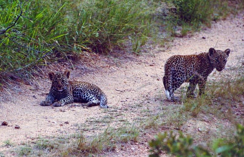 África do Sul: Dois copos do leopardo na estrada do cascalho fotografia de stock royalty free África do Sul: Dois copos do leopardo na estrada do cascalho fotografia de stock royalty free