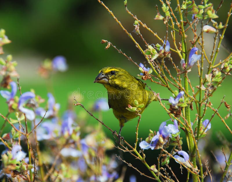 África um canário amarelo bonito que alimenta em flores roxas fotografia de stock África um canário amarelo bonito que alimenta em flores roxas fotografia de stock