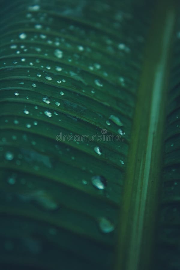 A água deixa cair nas folhas da árvore de banana fotografia de stock royalty free A água deixa cair nas folhas da árvore de banana fotografia de stock royalty free