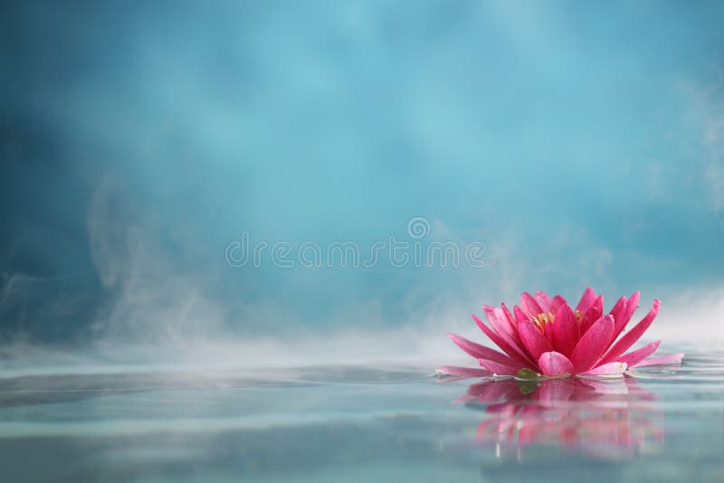 Água lilly imagem de stock Água lilly imagem de stock