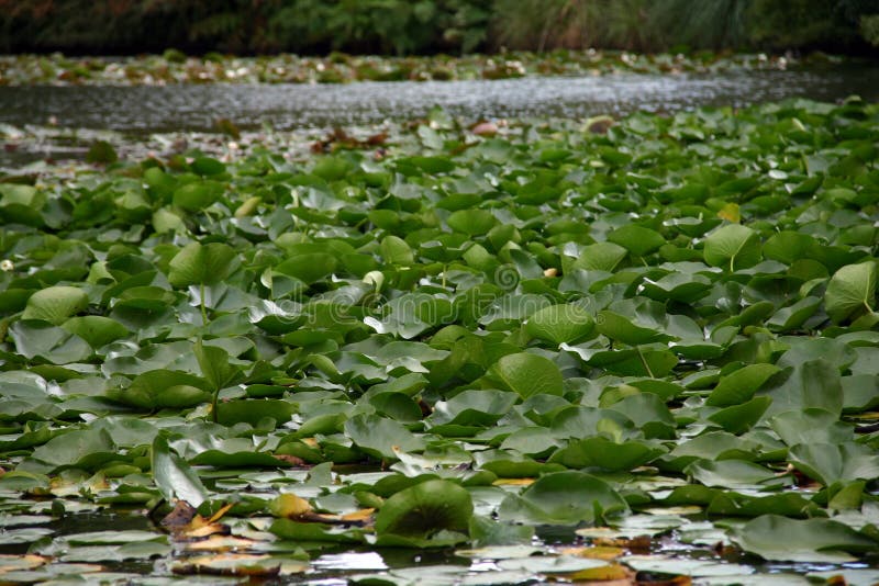 Download Água lilly imagem de stock. Imagem de flor, água, greenery - 57211
