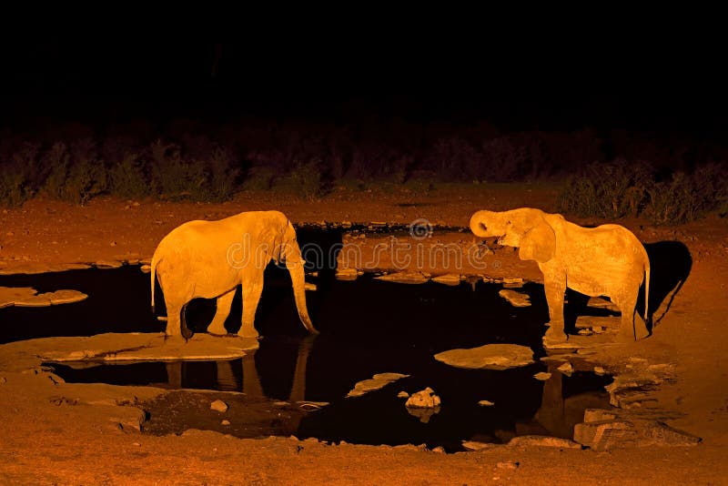 Água potável do elefante na noite, Etosha NP, Namíbia em África Animal selvagem no prado verde Natureza dos animais selvagens no fotografia de stock royalty free Água potável do elefante na noite, Etosha NP, Namíbia em África Animal selvagem no prado verde Natureza dos animais selvagens no fotografia de stock royalty free