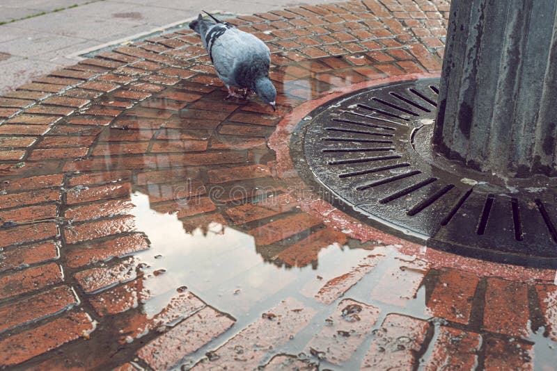 Água potável pombo no chão de uma fonte urbana