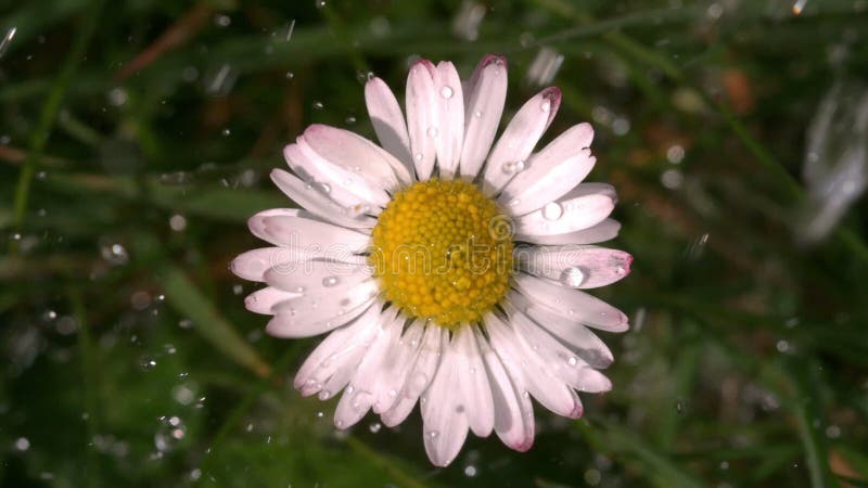 Água que cai na margarida no jardim