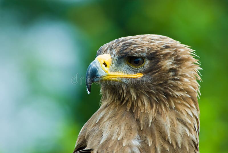 Águia imagens de stock