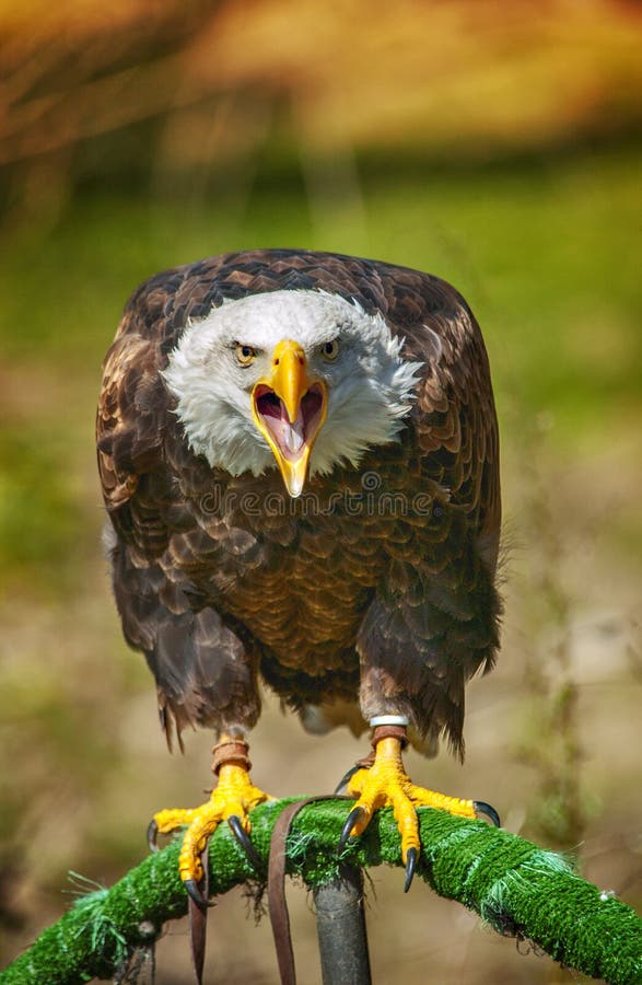 Águia americana calva que grita em um jardim zoológico foto de stock Águia americana calva que grita em um jardim zoológico foto de stock