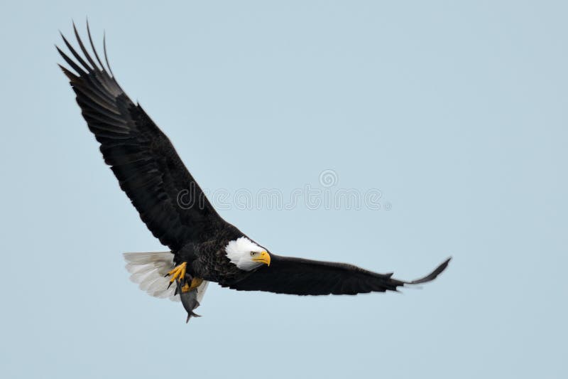 Águia americana no vôo imagem de stock Águia americana no vôo imagem de stock