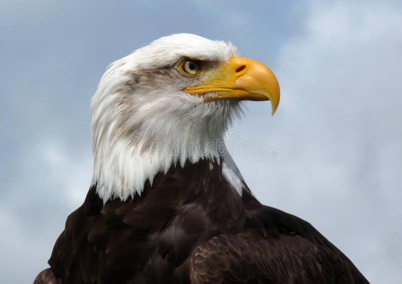 Águia calva americana. Águia calva americana.
