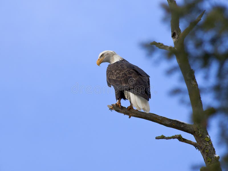 Águia calva americana em uma árvore. imagens de stock Águia calva americana em uma árvore. imagens de stock