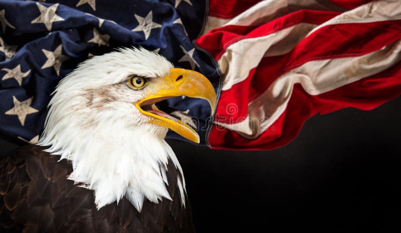 Águia calva com bandeira americana fotografia de stock Águia calva com bandeira americana fotografia de stock