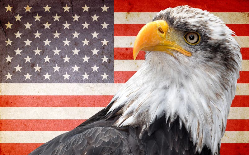 Águia calva norte-americana. Águia americana norte-americana na bandeira americana
