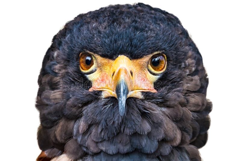 Águia de Bateleur imagem de stock royalty free Águia de Bateleur imagem de stock royalty free