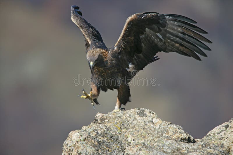 Águia dourada, chrysaetos de Aquila fotografia de stock Águia dourada, chrysaetos de Aquila fotografia de stock