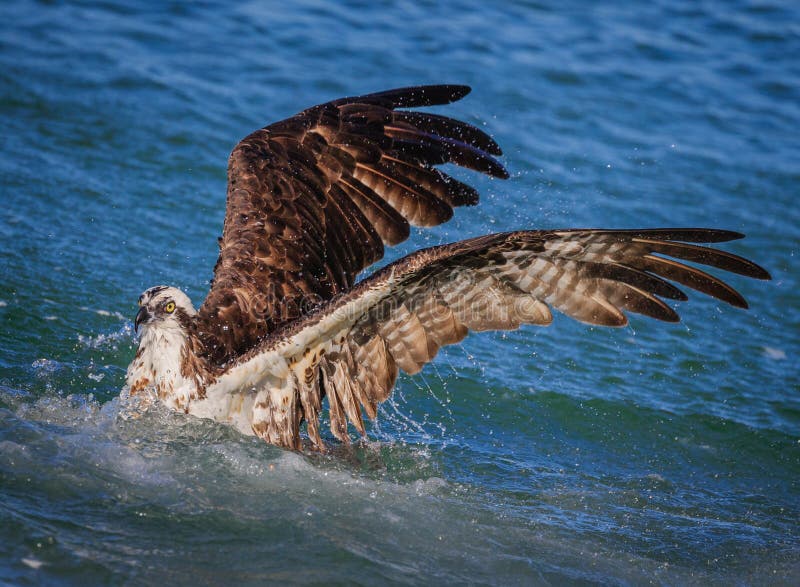 Águia pescadora que deixa de funcionar na pesca da água imagem de stock Águia pescadora que deixa de funcionar na pesca da água imagem de stock