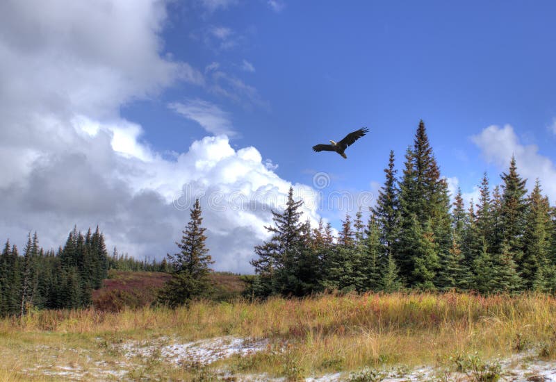 Águila Altísima Con Paisaje Imagen de archivo - Imagen de caída, águila