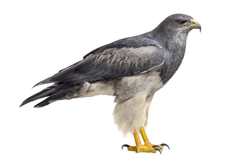 Águila Azul Chilena Melanoleucus De Geranoaetus